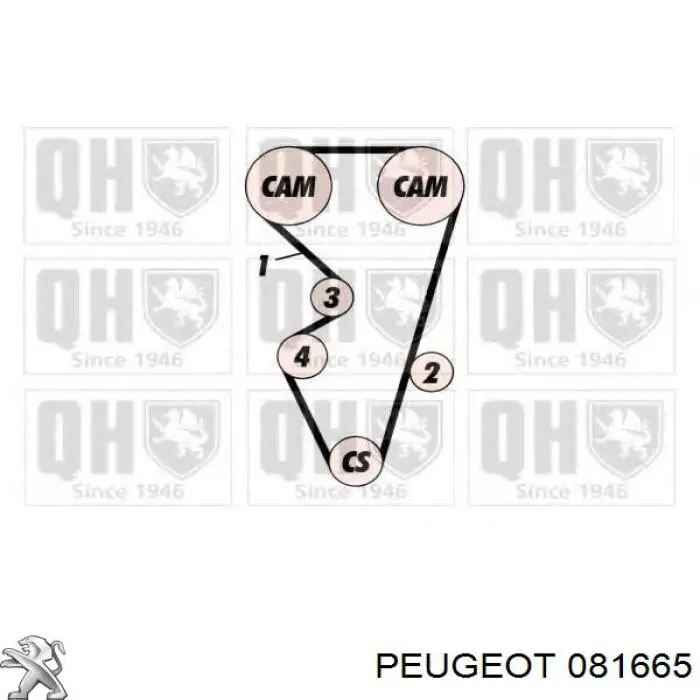 Correa de distribución Peugeot/Citroen 081665 precio, desde 26,50 EUR