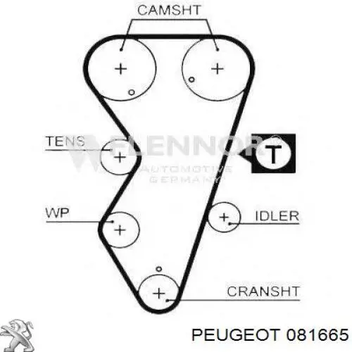 081665 Peugeot/Citroen correa distribucion