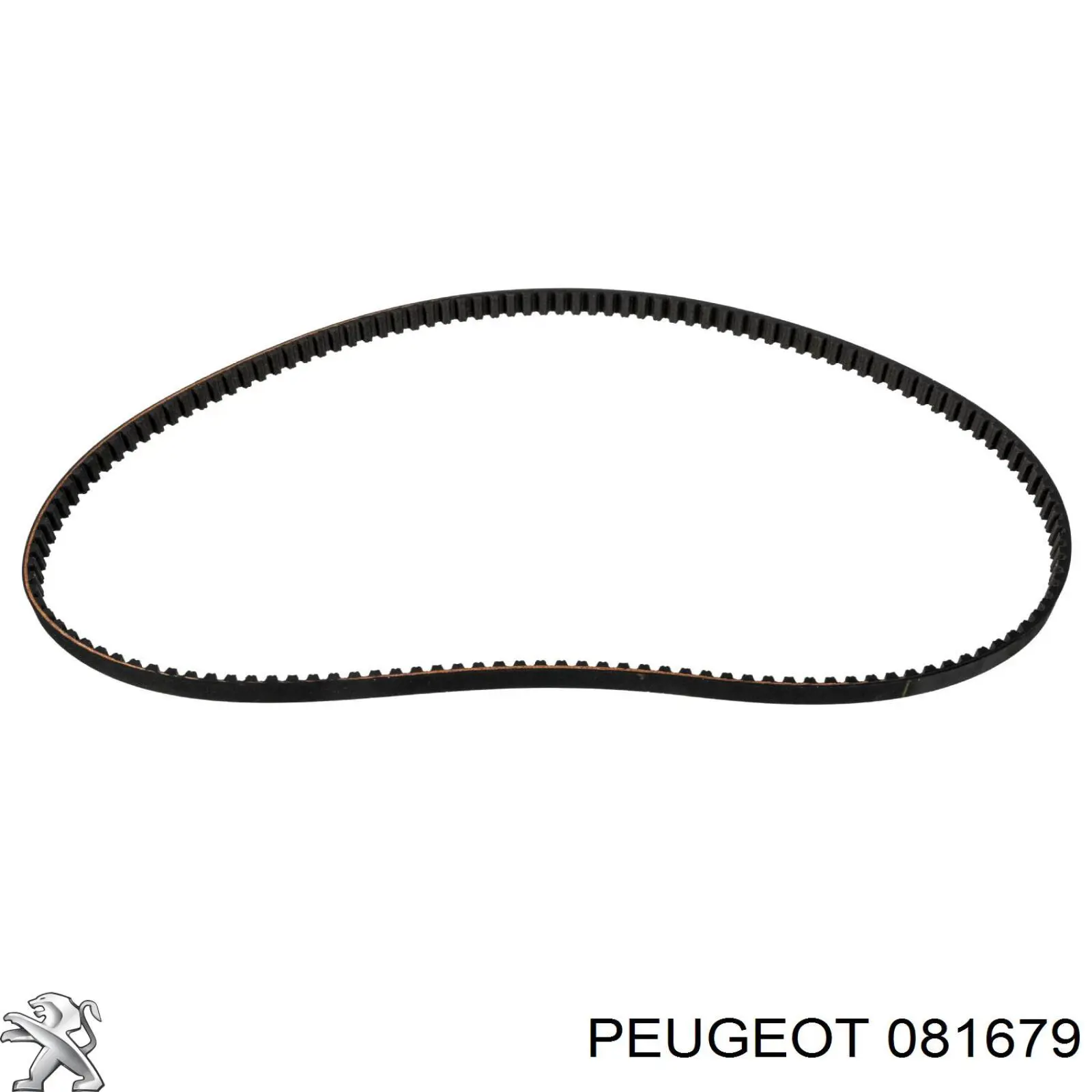 081679 Peugeot/Citroen correa distribucion