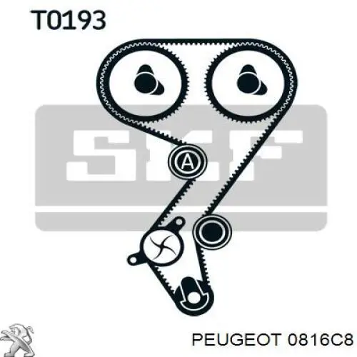 0816C8 Peugeot/Citroen correa distribucion