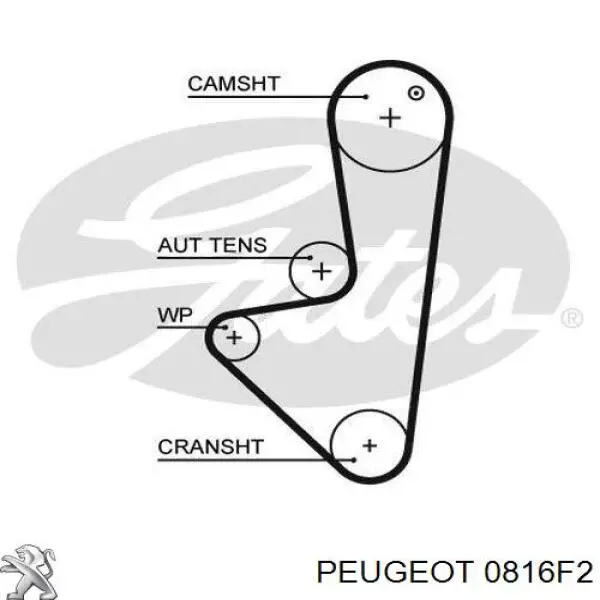 0816 F2 Peugeot/Citroen correa distribucion