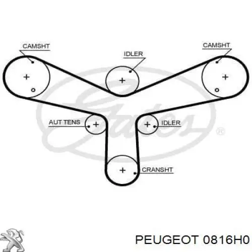 0816H0 Peugeot/Citroen correa distribucion