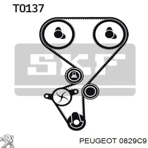 0829C9 Peugeot/Citroen tensor correa distribución