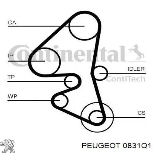 0831Q1 Peugeot/Citroen kit de correa de distribución
