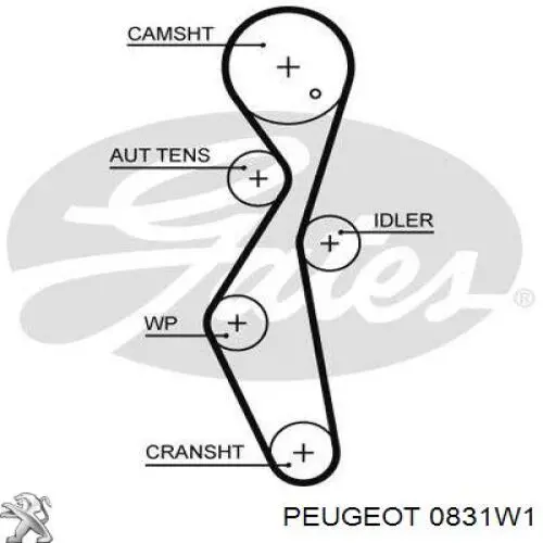 Kit de distribución 0831W1 Peugeot/Citroen