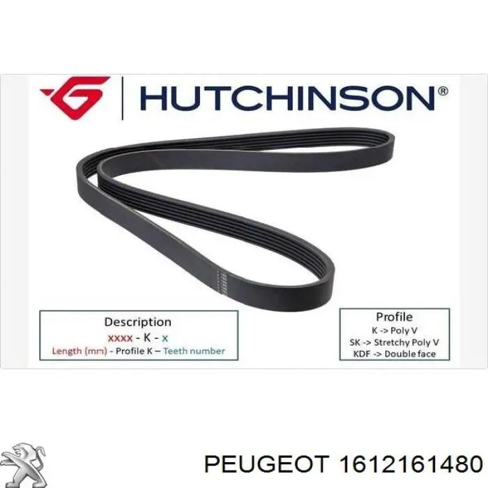 1612161480 Peugeot/Citroen correa trapezoidal