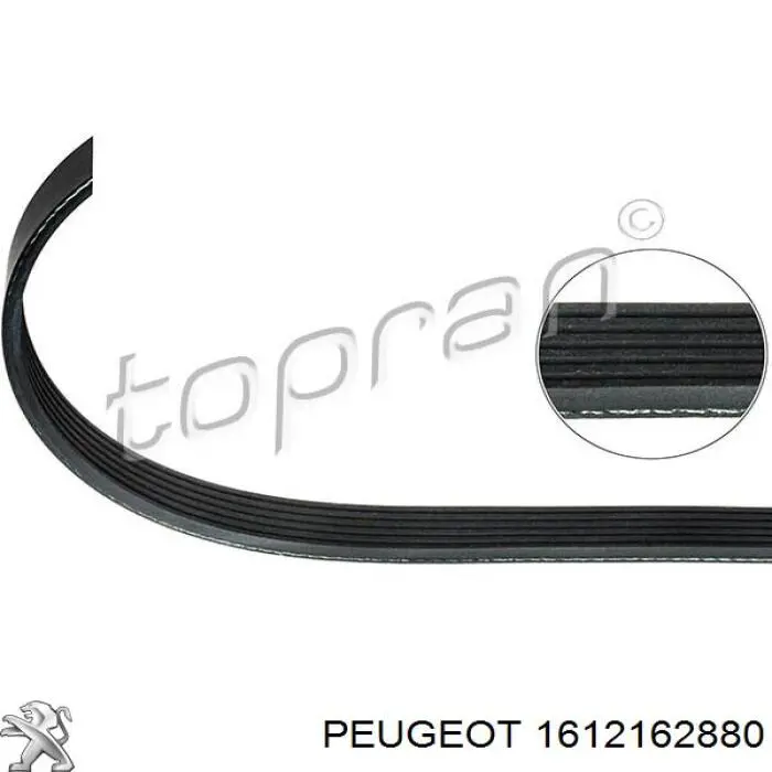 1612162880 Peugeot/Citroen Correa poly v