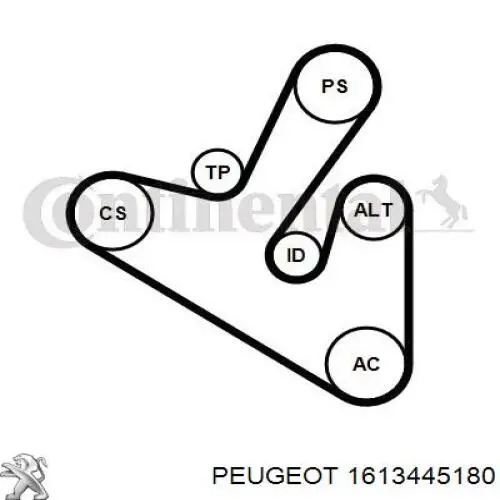 1613445180 Peugeot/Citroen correa de transmisión