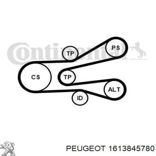 Comprar 1613845780 Peugeot/Citroen Correa de transmisión