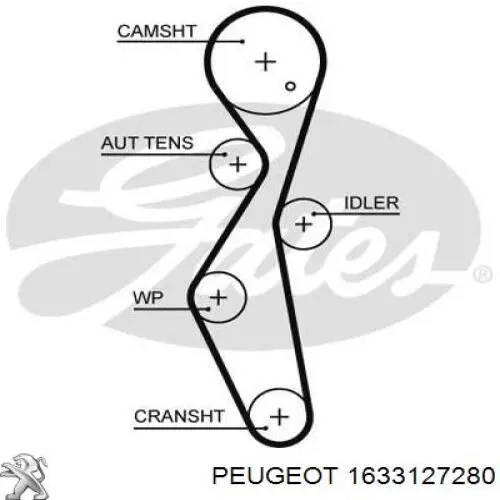 1633127280 Peugeot/Citroen correa distribución