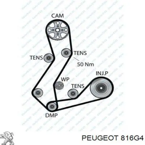 816G4 Peugeot/Citroen correa distribución