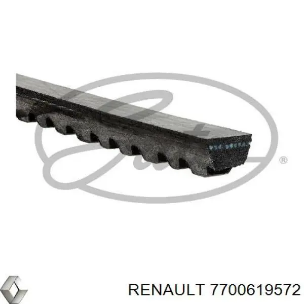 7700619572 Renault (RVI) Correa poly v
