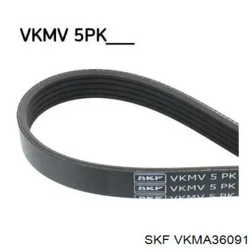 VKMA36091 SKF Correa de transmisión
