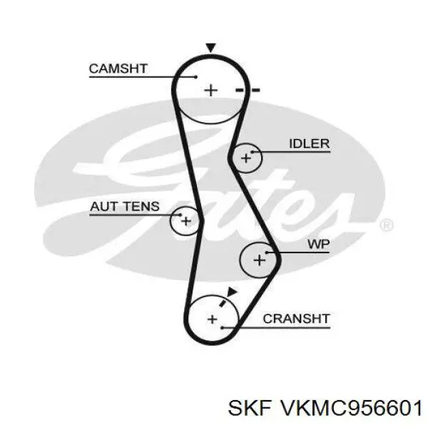 Juego de correas dentadas SKF VKMC956601 precio, desde 119,72 EUR