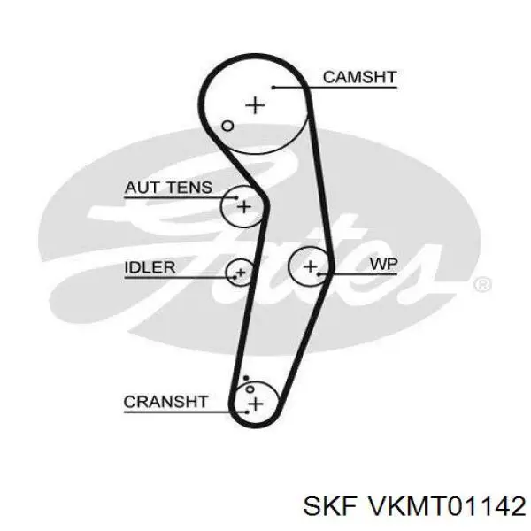 VKMT01142 SKF correa distribucion