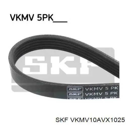 VKMV10AVX1025 SKF correa trapezoidal