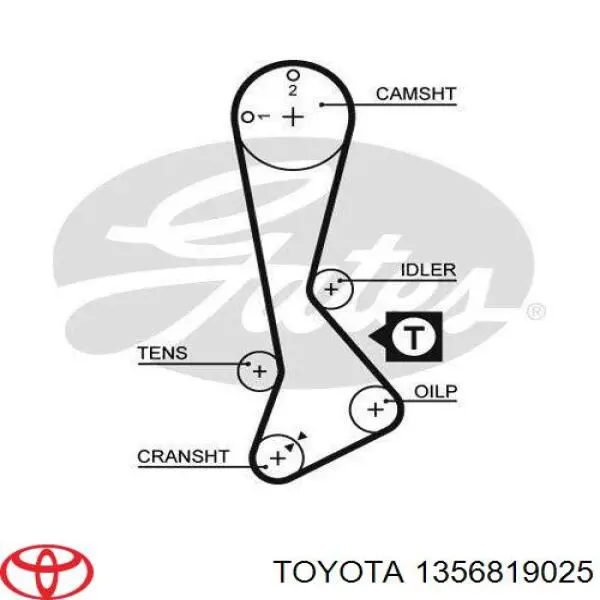 1356819025 Toyota correa distribución
