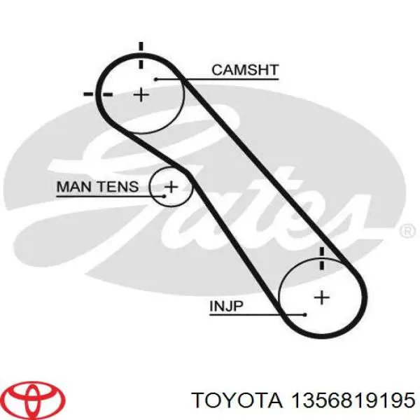 Correa distribución 1356819195 Toyota