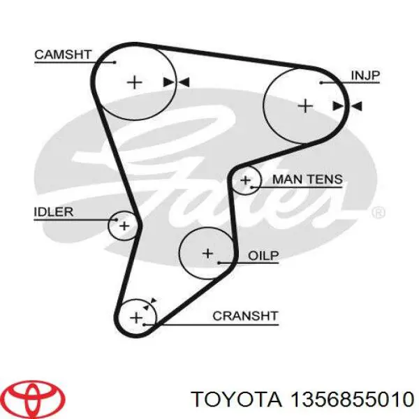 1356855010 Toyota correa distribucion