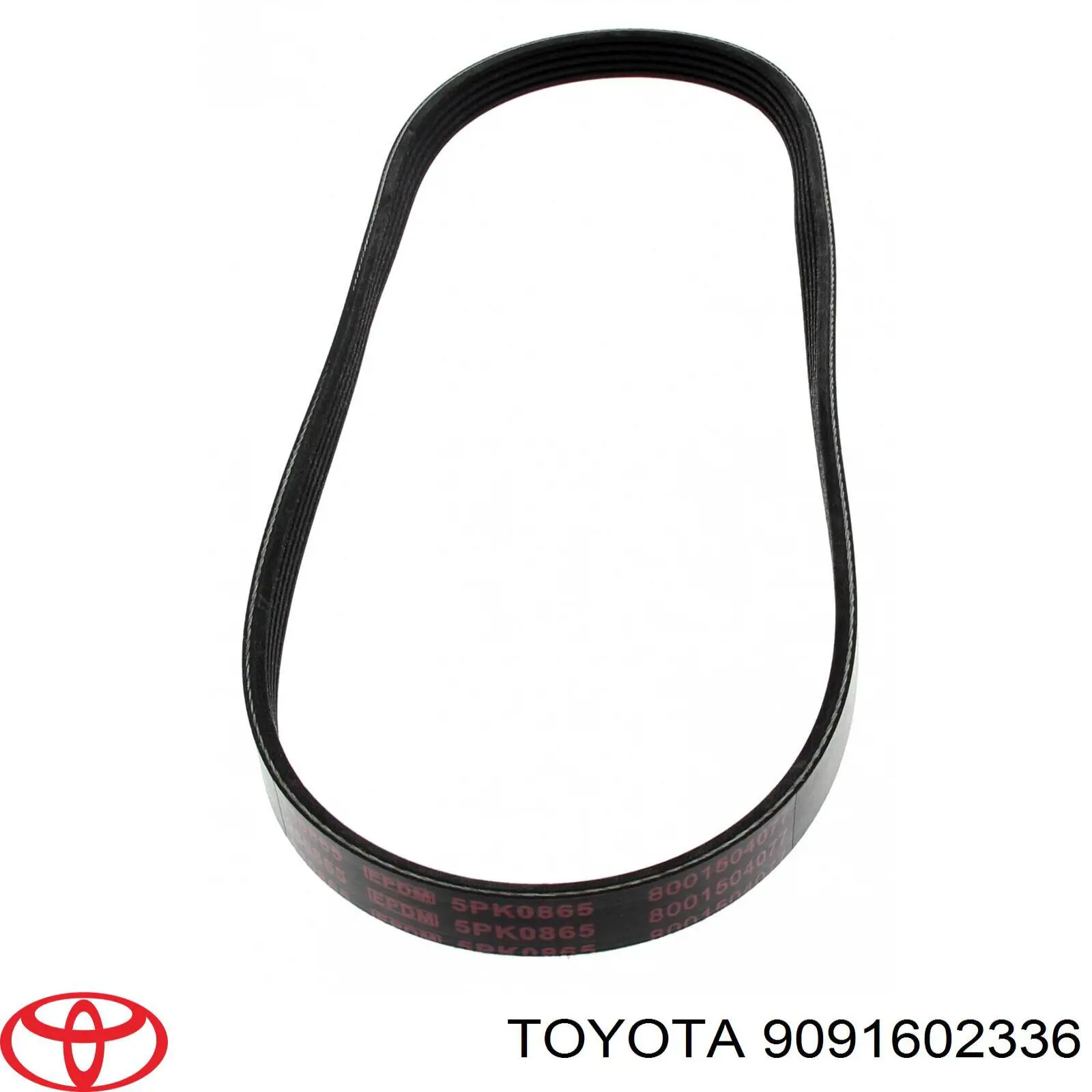 Correa de alternador 9091602336 Toyota
