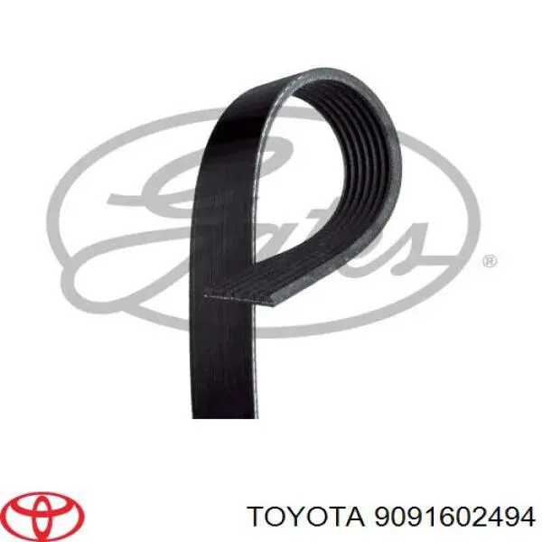Correa de alternador 9091602494 Toyota