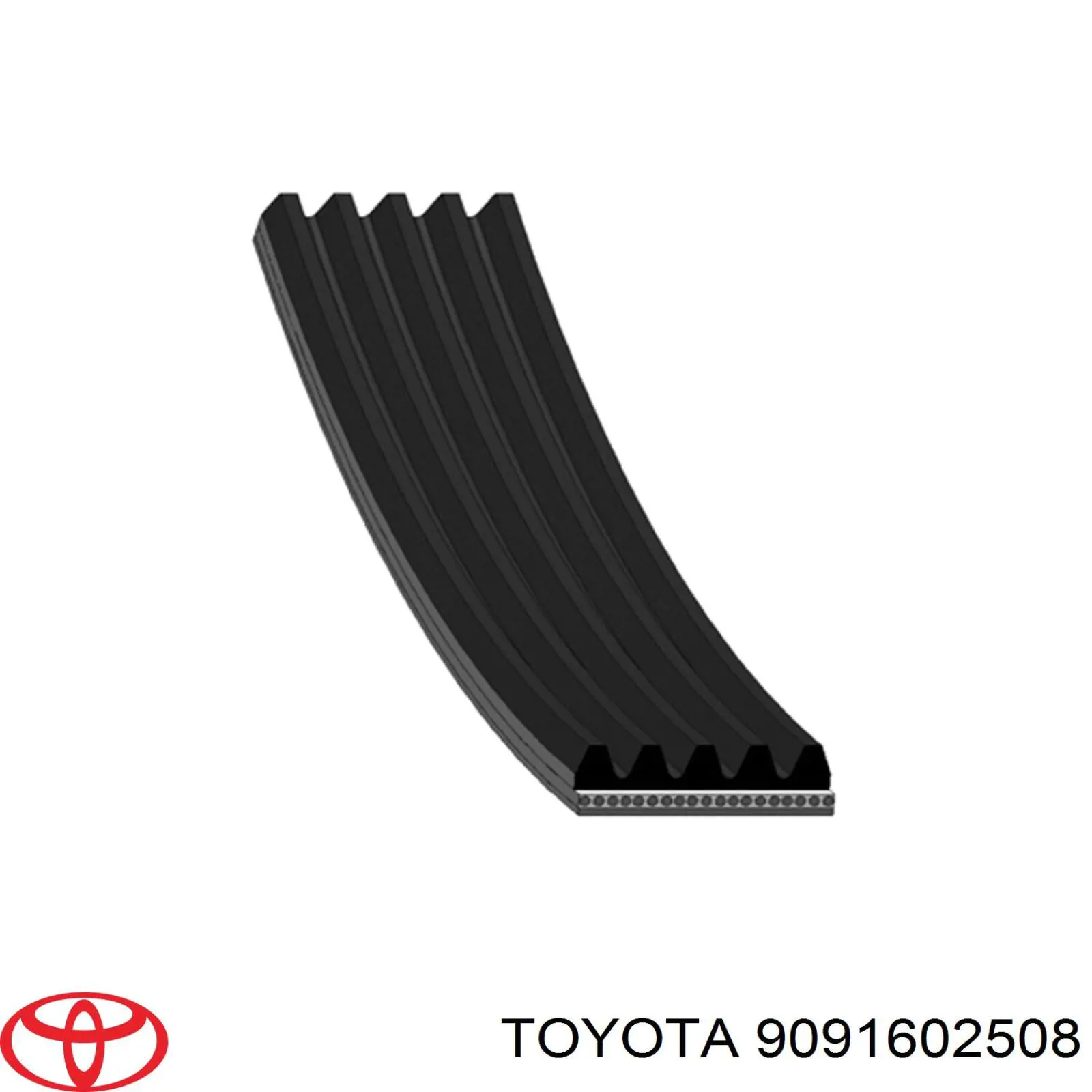 9091602508 Toyota correa trapezoidal