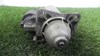 Arranque motores Ford Scorpio I