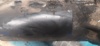 Motor de arranque 0001108202 FIAT