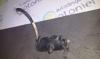 Sensor De Posicion del pedal del acelerador 0205001040 BMW