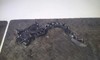 Potenciómetro pedal acelerador 0280752227 FIAT