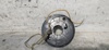 Muelle espiral, airbag 1684600149 MERCEDES