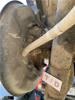 Cubo trasero derecho 4245060050 TOYOTA