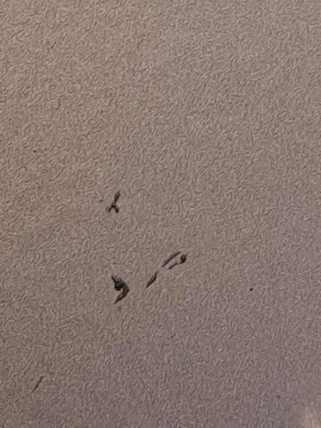 Aleta delantera izquierda Toyota Corolla E12