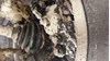 Kit de reparación, pinza de freno delantero Seat Toledo 3