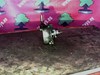 Bomba de vacío de frenado 6112300065 MERCEDES