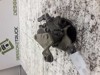 7691974139 Nissan/Infiniti