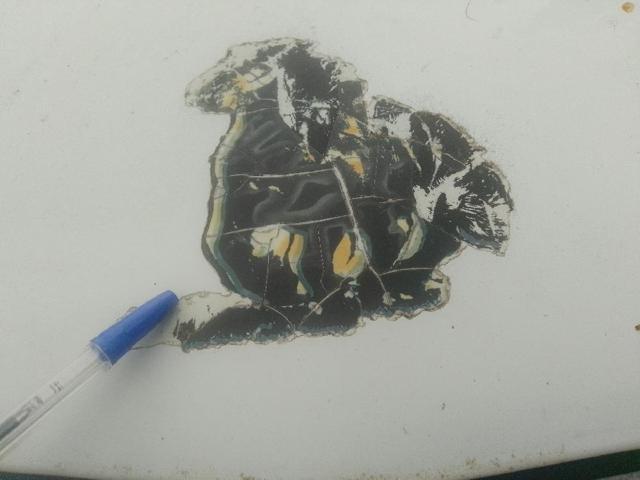 Capó del motor Renault Kangoo 2 FW0