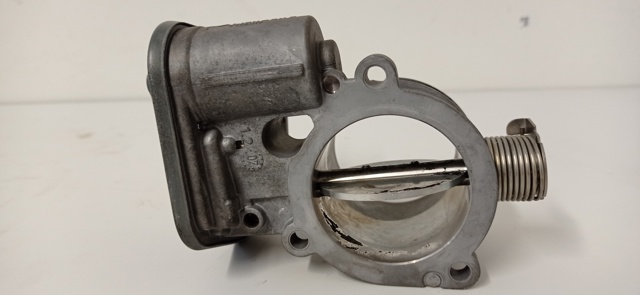 780437301 Cuerpo de mariposa completo  disponible Burgos