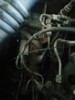 Bomba inyectora A2C20003032 FORD