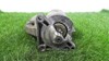 Motor de arranque D9E48 PEUGEOT