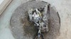 Caja de cambios F17C394 OPEL