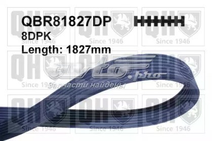 8DPK1825 Gates correa trapezoidal